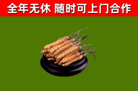 济宁市回收冬虫夏草
